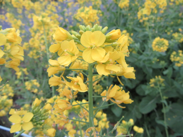 菜の花 茨城県土浦市 クリエイトふく